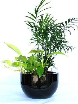 What to Consider When Selecting Indoor Plant Hire in Melbourne?