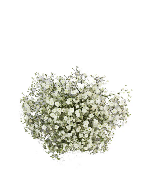 Baby-Breath-Flower-Girl